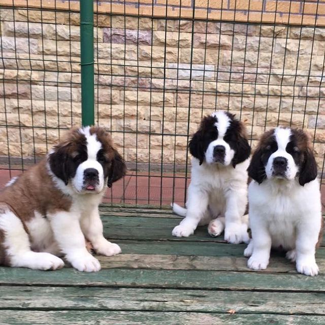 St. Bernard-Puppies