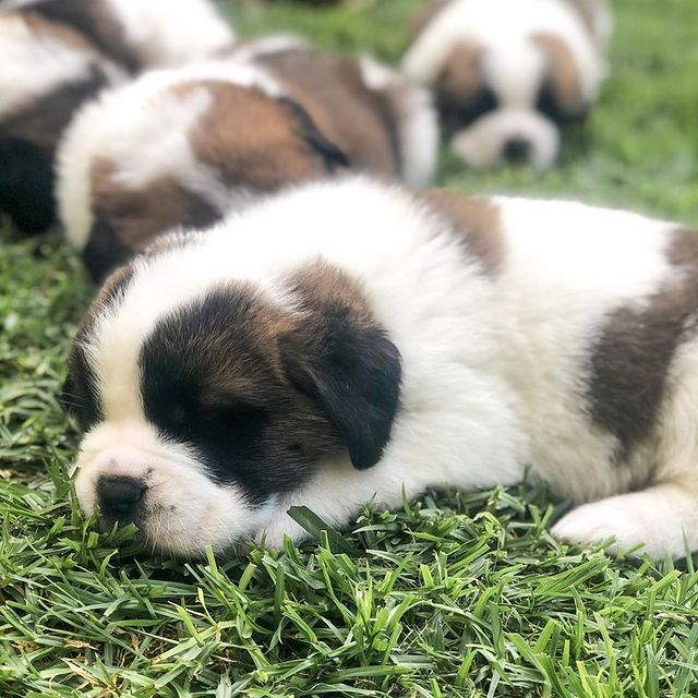 St. Bernard-Puppies - Image 2