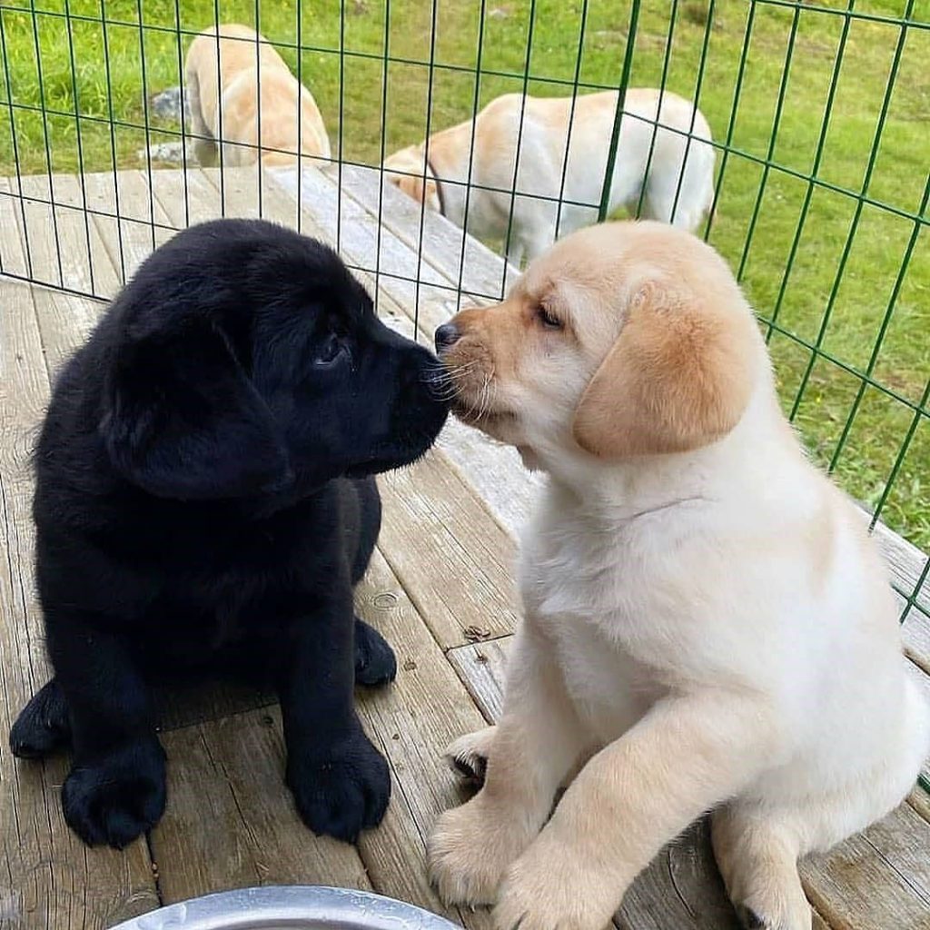 Labrador-Puppies - Image 2