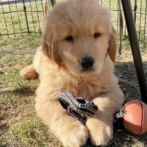 Golden Retriever-Puppies