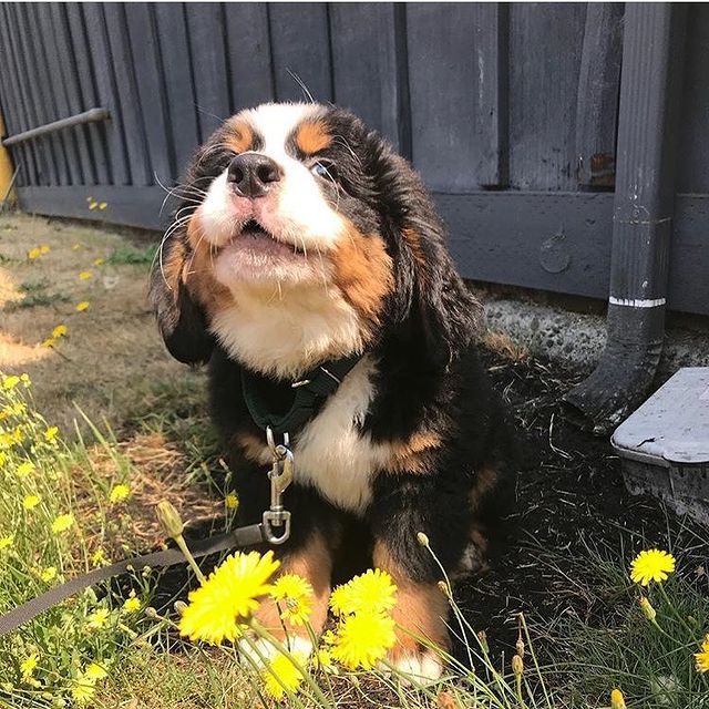 Bernese-Puppies - Image 3