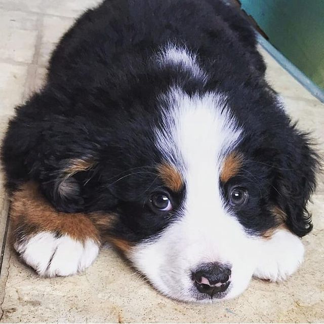 Bernese-Puppies