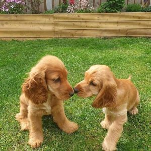Cocker Spaniel-Puppies