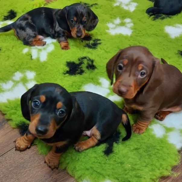 Dachshund-Puppies - Image 6