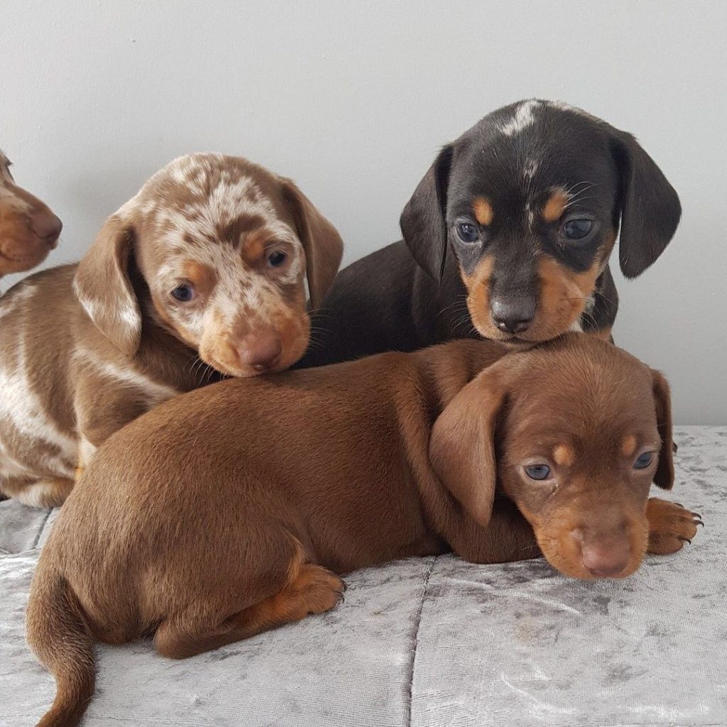Dachshund-Puppies - Image 5
