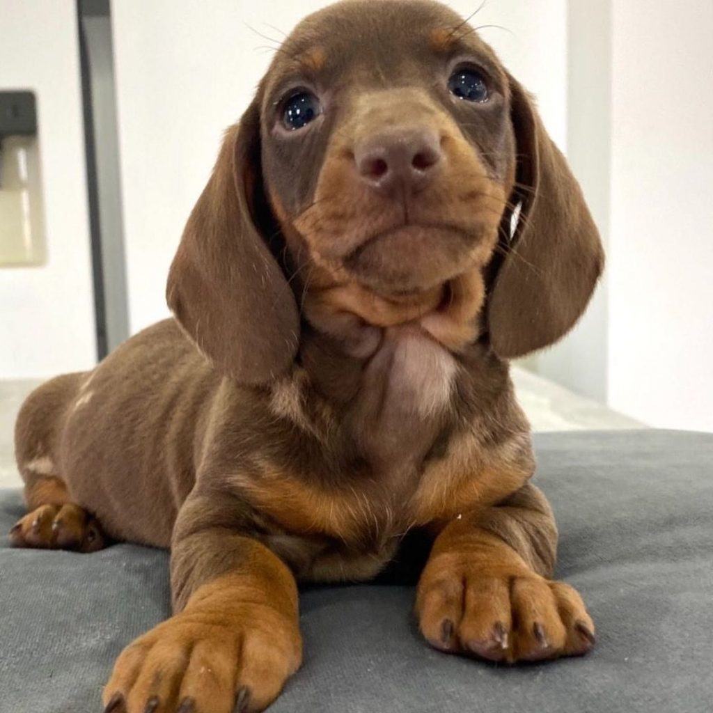 Dachshund-Puppies - Image 4