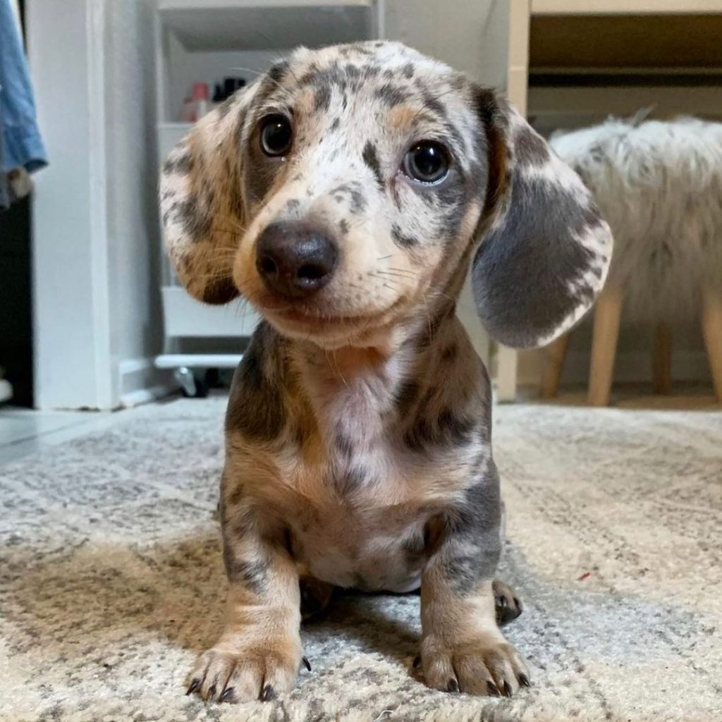 Dachshund-Puppies - Image 3