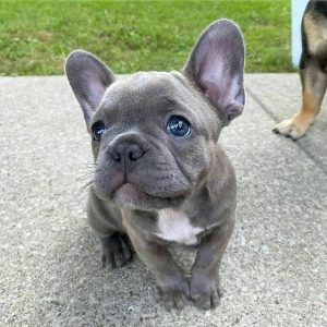 French Bulldog-Puppies