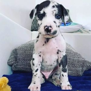 Great Dane-Puppies