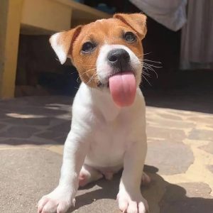 Jack Russell Terrier-Puppies