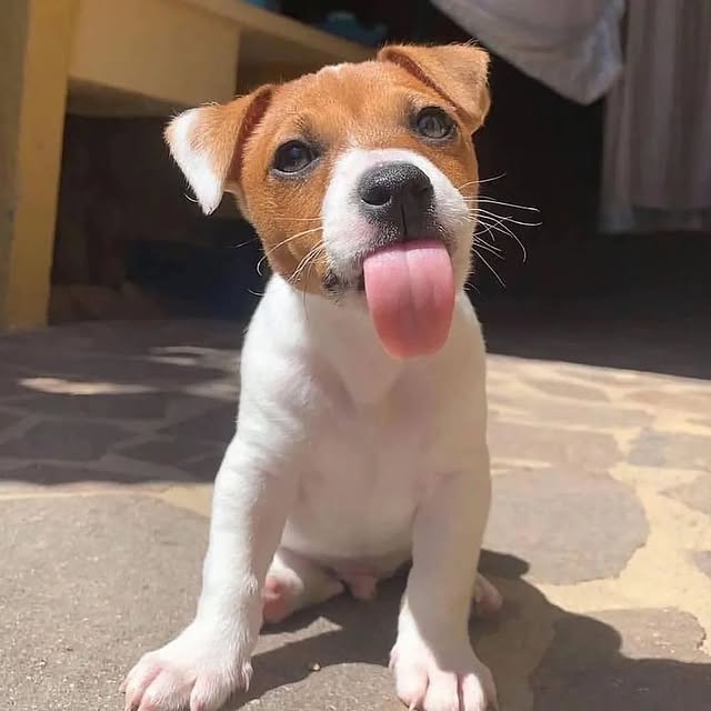 Jack Russell Terrier-Puppies