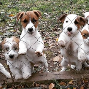 Jack Russell Terrier-Puppies - Image 3