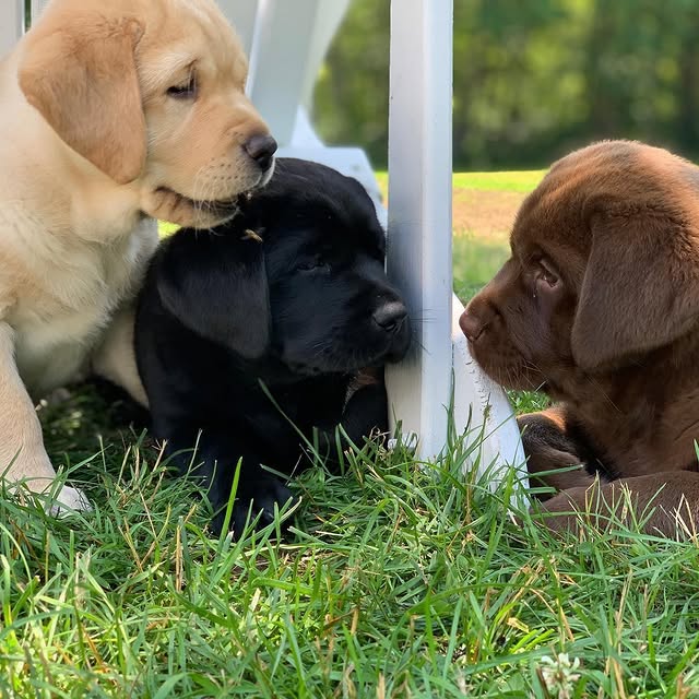 Labrador-Puppies - Image 5