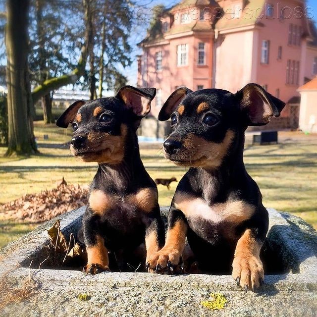 Miniature Pinscher-Puppies - Image 2