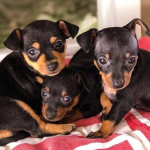 Miniature Pinscher-Puppies