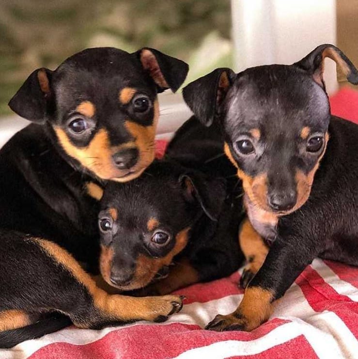 Miniature Pinscher-Puppies