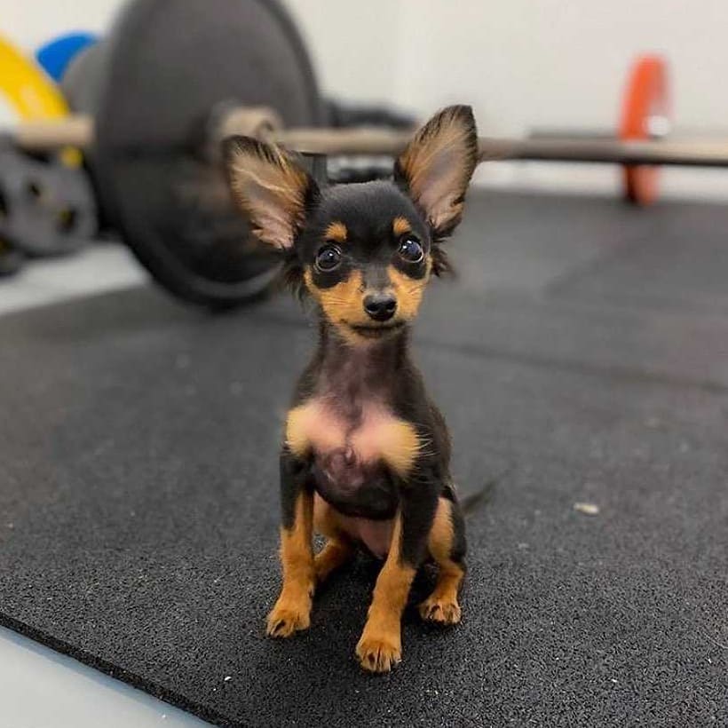 Miniature Pinscher-Puppies - Image 3