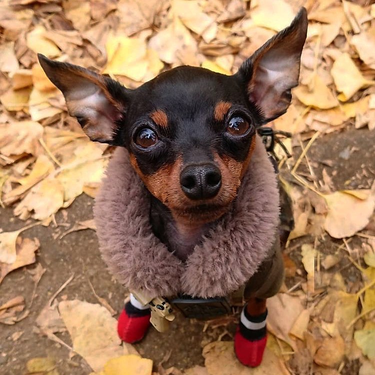 Miniature Pinscher-Puppies - Image 4