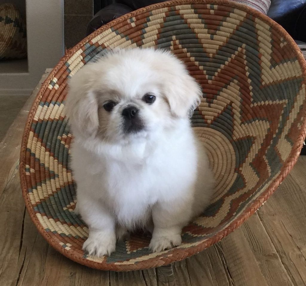 Pekingese-Puppies - Image 6