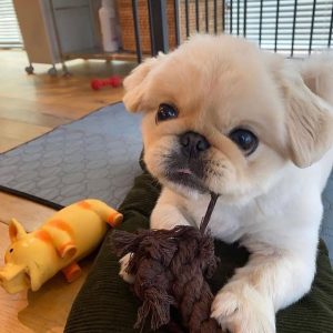 Pekingese-Puppies