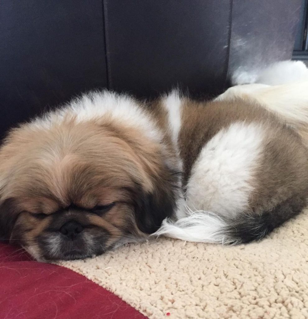 Pekingese-Puppies - Image 5