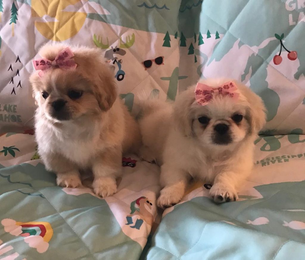 Pekingese-Puppies - Image 4
