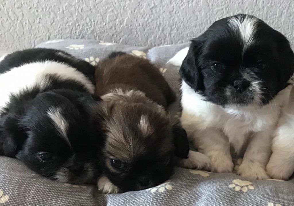 Pekingese-Puppies - Image 3