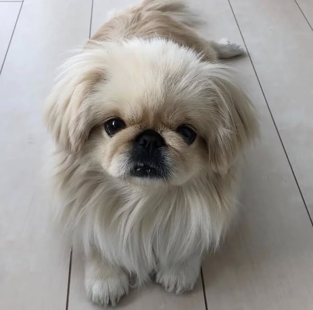 Pekingese-Puppies - Image 2