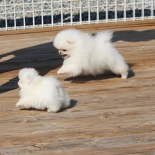 Pomeranian-Puppies - Image 3