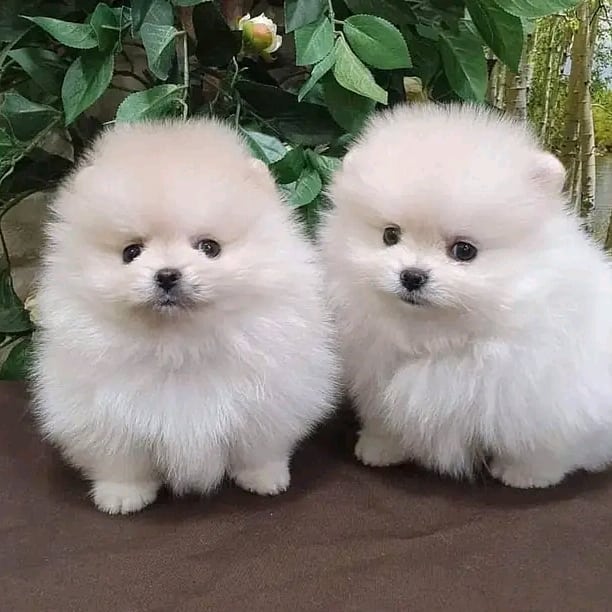 Pomeranian-Puppies - Image 2
