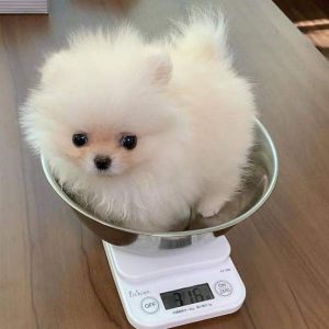 Pomeranian-Puppies