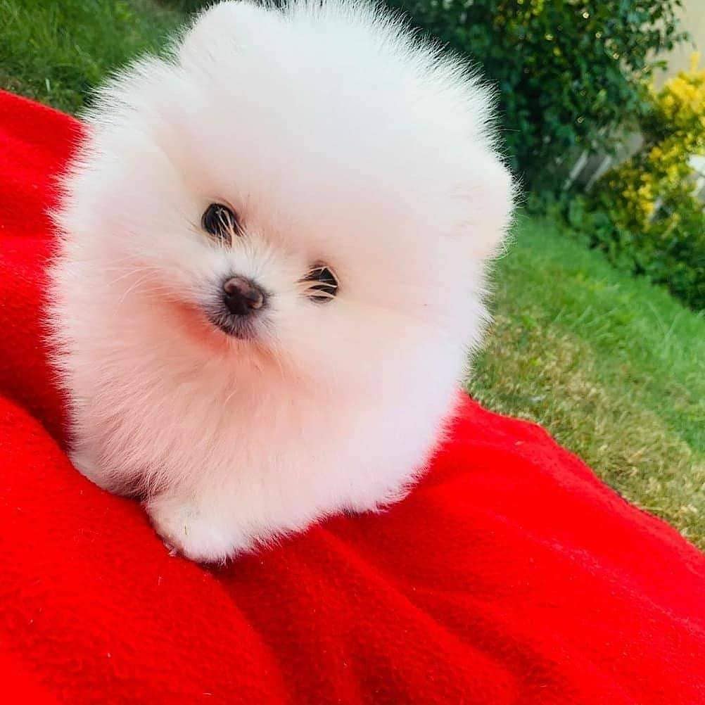 Pomeranian-Puppies - Image 8