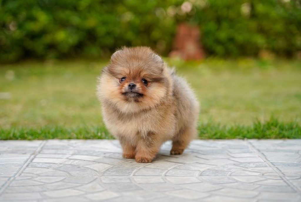Pomeranian-Puppies - Image 7
