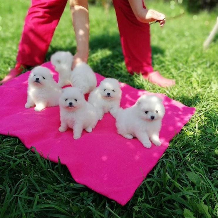 Pomeranian-Puppies - Image 6