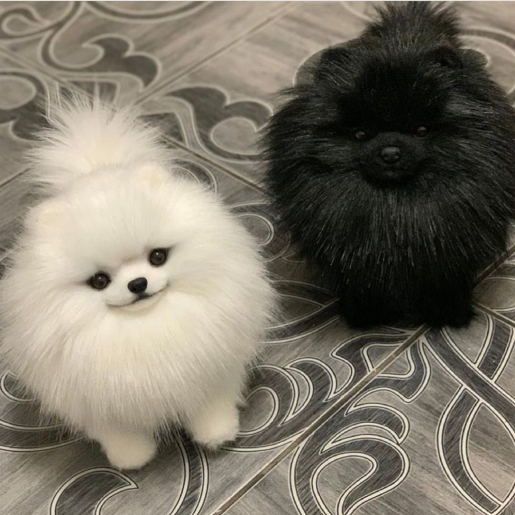 Pomeranian-Puppies - Image 5