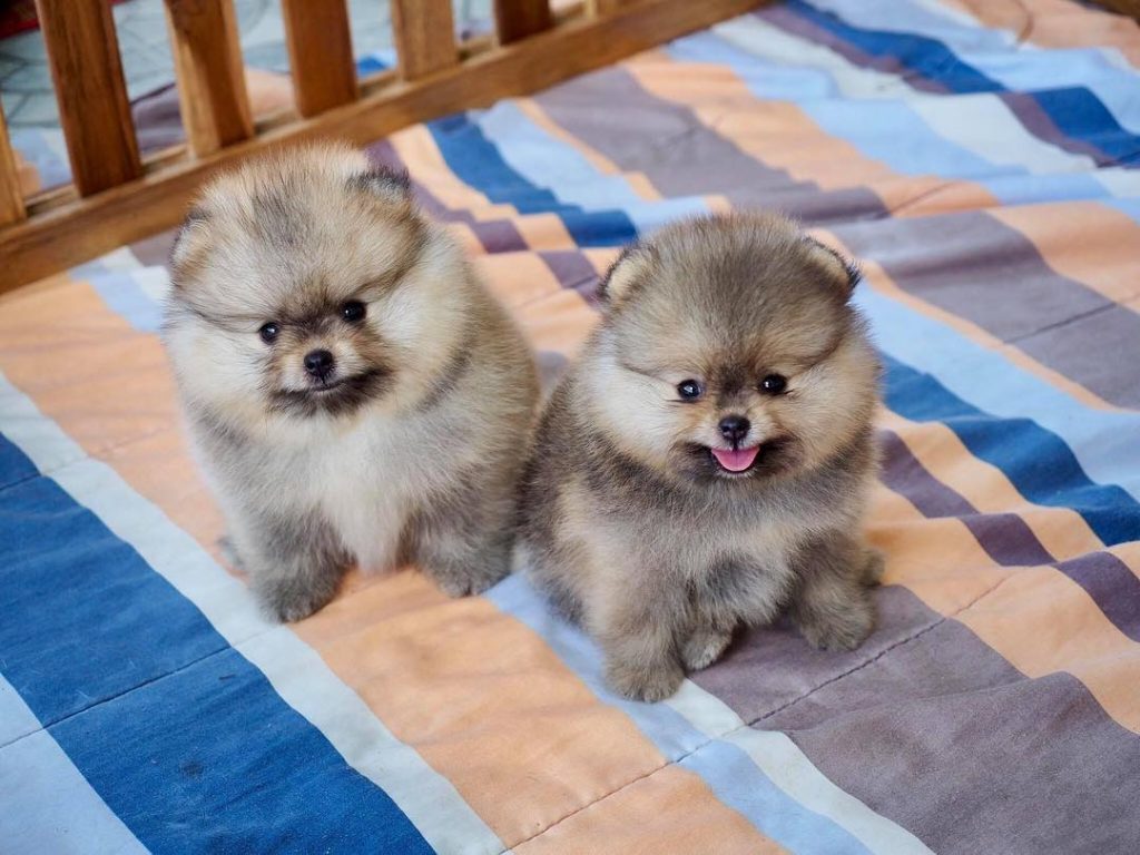 Pomeranian-Puppies - Image 4