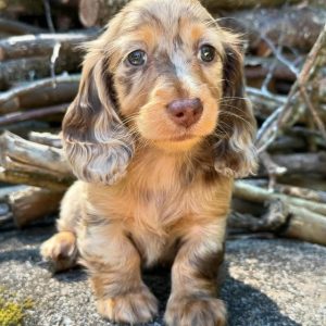 Dachshund-Puppies