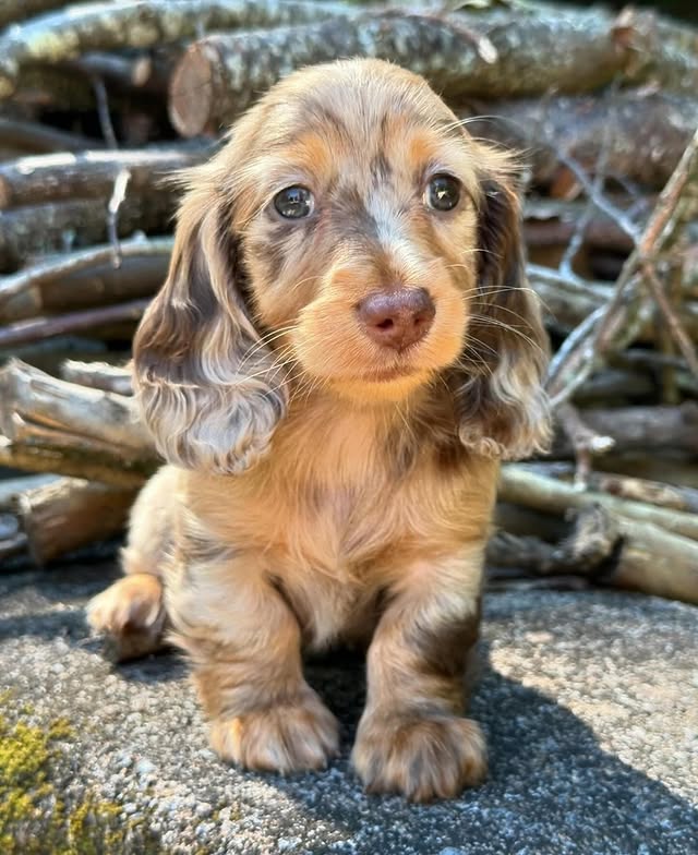 Dachshund-Puppies