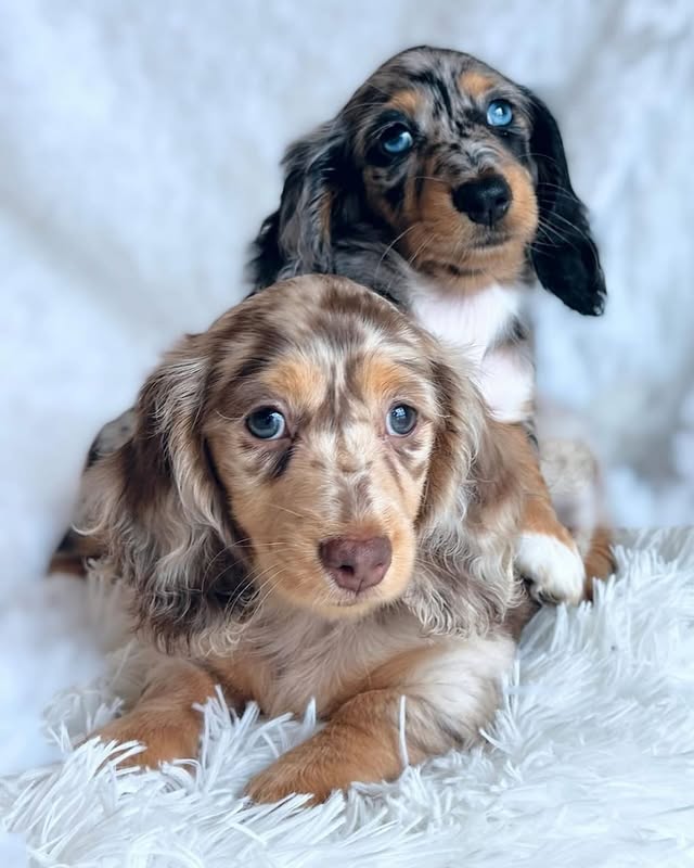 Dachshund-Puppies - Image 2