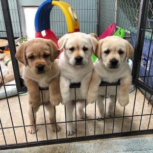 Labrador-Puppies