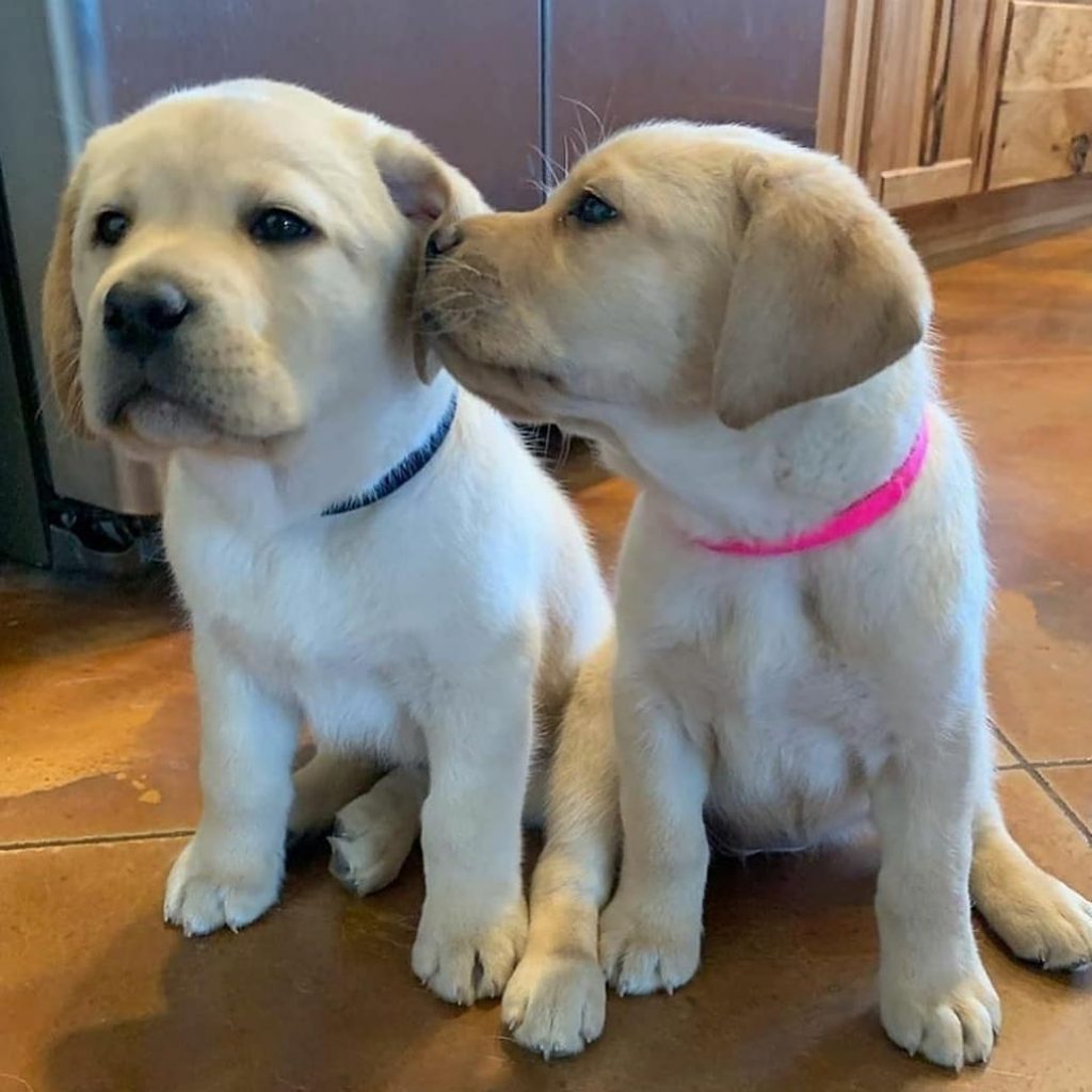 Labrador-Puppies - Image 4
