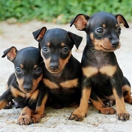 Miniature Pinscher-Puppies - Image 5